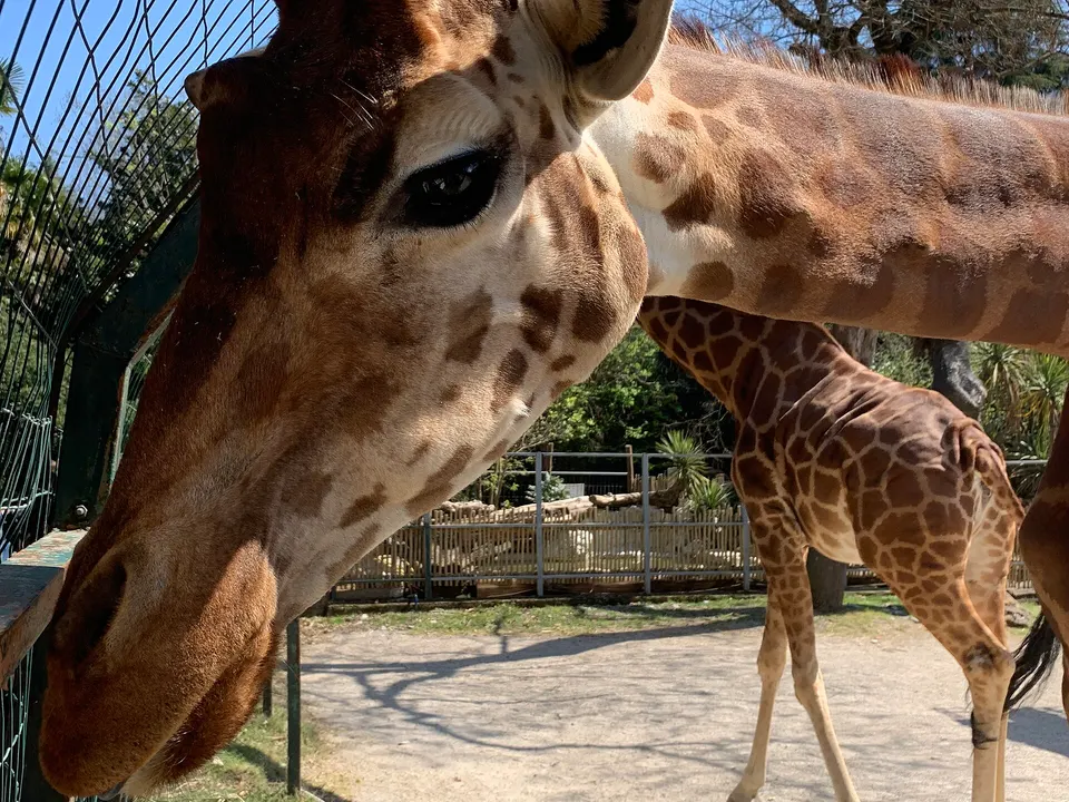 Pistoia, i pazienti di Nefrologia in visita al Giardino zoologico