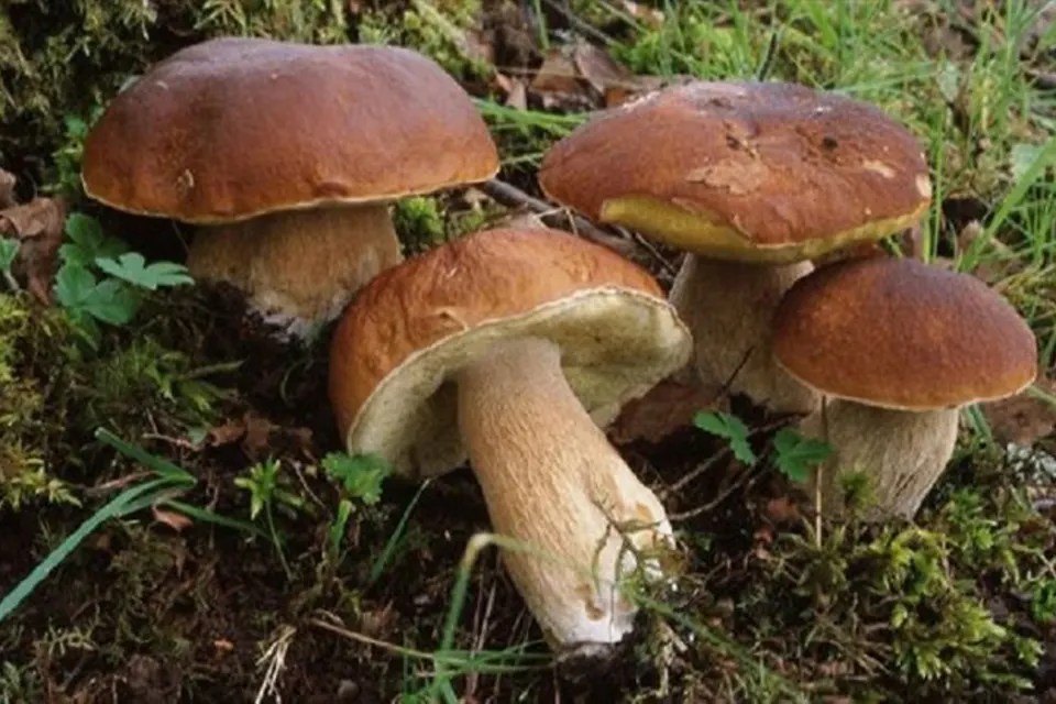 Raccolta funghi, divieto il martedì e il venerdì per i non residenti fino al 2028